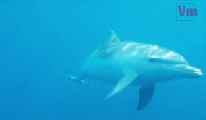Un dauphin s'amuse avec les baigneurs dans la baie d'Agay