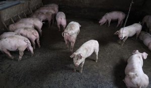 La fièvre porcine africaine aux portes de la France