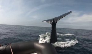 Ils voulaient voir une baleine, ils ne vont pas etre déçu... Presque coulé par l'animal.