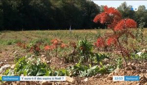 Sécheresse : y aura-t-il des sapins à Noël ?