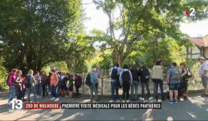Zoo de Mulhouse : première visite médicale pour les bébés panthères