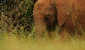 Au Kenya, l'orphelinat des éléphants