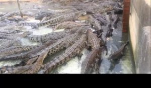 L'heure du repas pour les crocodiles : impressionnant