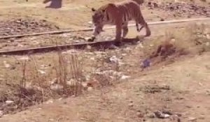 Un tigre débarque dans un village en Inde