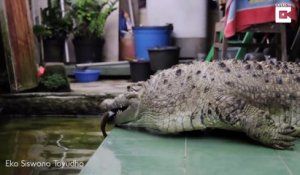 Cette famille indonésienne vit avec un crocodile de 200kg dans la maison