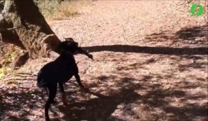 Ce chien remmène une colonne vertebrale de cerf à son maitre