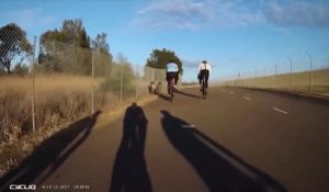 Un cycliste se prend un kangourou de face