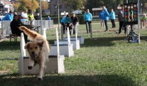 Flyball : des courses de chiens au parc du château de Saverne