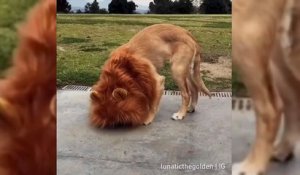 Un chien déguisé en roi lion