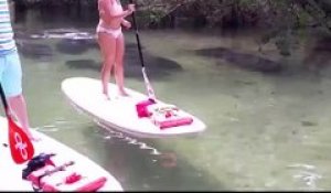Ces touristes en paddleboard voient passer des dizaines de gros lamantins sous eux