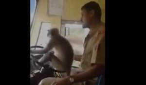 Un singe conduit un bus en Inde !