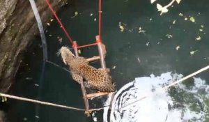 Ils sauvent un jaguar tombé dans un puits de neuf mètres