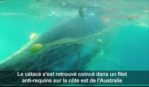 Australie: une baleine coincée dans un filet anti-requins sauvée