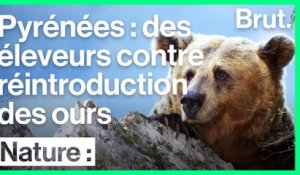 Des éleveurs français hostiles à la réintroduction de l'ours