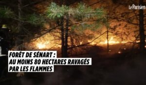 Forêt de Sénart : au moins 80 hectares ravagés par les flammes