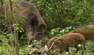 France : des barrières contre la fièvre porcine