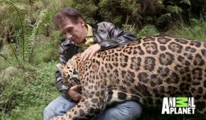 Cet homme promène son jaguar de compagnie... Animal magnifique