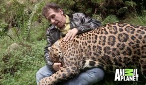 Il promène son énorme jaguar de compagnie... Animal magnifique
