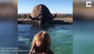 Quand un éléphant vient boire dans la piscine de ton hotel pendant que tu te baignes