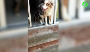 Adorable ! Un chien apprend à son petit à descendre les escaliers.