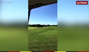Un alligator s'invite sur un terrain de golf