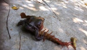 Un crapaud face à un mille-pattes géant... Impressionnant