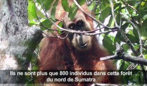 Indonésie: une espèce rare d'orang-outan menacée par un barrage
