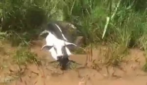 Cette pauvre vache ne peut rien faire face à cet anaconda