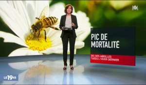 30% des abeilles tuées l'hiver dernier