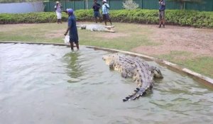 Il vient nourrir un énorme crocodile... Impressionnant