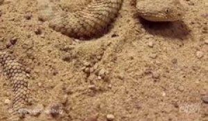 Cette vipère des sables est maitresse dans l'art du camouflage... Incroyable