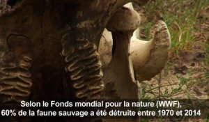 La Terre a perdu 60% des animaux sauvages en 44 ans