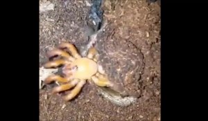 Une araignée sortie de nulle part pour dévorer sa proie... Terrifiant