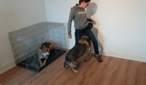 Carole Decorsaire, éducatrice et comportementaliste canine et féline à Aspach-le-Bas