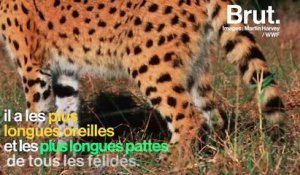 Le serval, un petit félin pas comme les autres