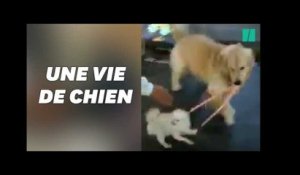 Ce chien cleptomane a tenté de voler un autre chien