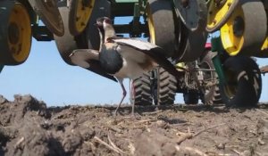 Un oiseau protège son nid en essayant d'intimider un tracteur