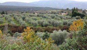 Ils veulent booster la production d’olives d’Ardèche