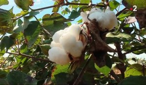 Agriculture : à la découverte du coton du Gers