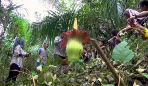 "Phallus de titan" ou "fleur de cadavre" en Indonésie