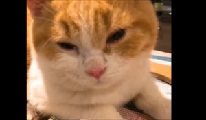 Les Chats Pleurent Aussi Quand On Coupe De L Oignon Sous Leur Nez Sur Orange Videos