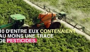 Baies de goji : un aliment contaminé aux pesticides