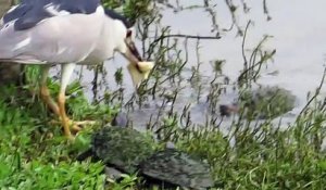 Des tortues poursuivent un oiseau pour lui voler son pain