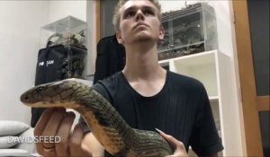 Il joue avec son cobra royal... Magnifique et terrifiant