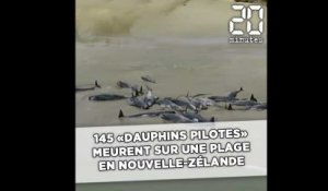 145 «dauphins pilotes» meurent sur une plage de Nouvelle-Zélande