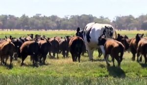 Un bœuf géant mesurant 1,93 mètre et pesant près de 1400 kilos en Australie