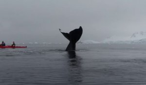 Une énorme baleine vient frôler des kayakistes en mer... Magnifique