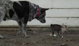 Adorable : ce chien protège un bébé chat malade...