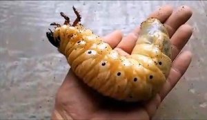 Cette larve géante va se changer en magnifique scarabée Dynaste Hercule
