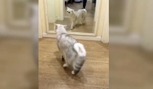 Un chat découvre son reflet dans un miroir